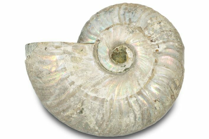 Silver Iridescent Ammonite (Cleoniceras) Fossil - Madagascar #317613